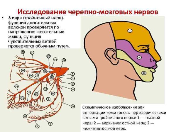Менингеальная ветвь тройничного нерва