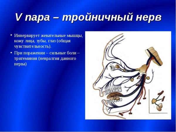 Жевательная ветвь тройничного нерва