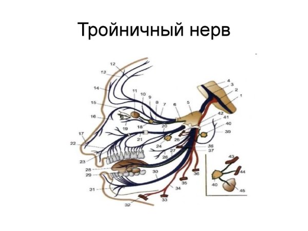 Тройничный нерв анатомия схема