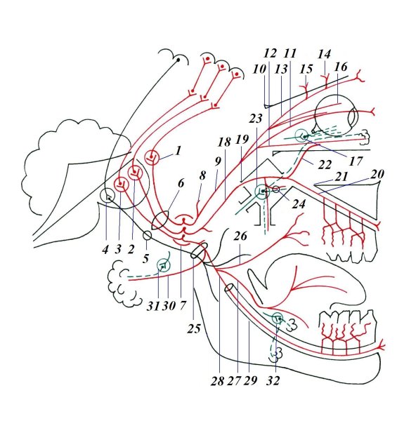 Тройничный нерв анатомия ветви схема