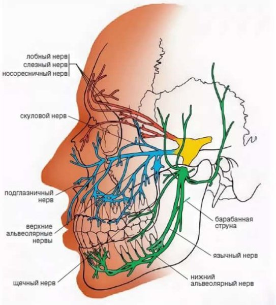 Иннервация ветвей тройничного нерва