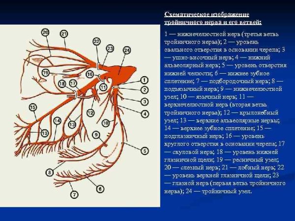 Тройничный нерв нижнечелюстная ветвь схема
