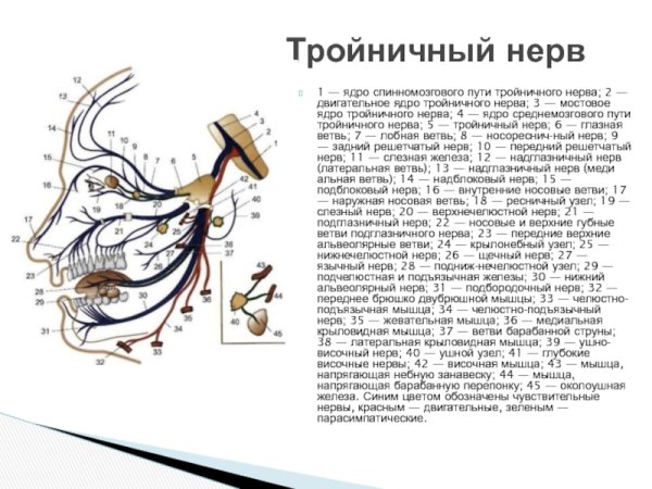 Двигательные волокна тройничного нерва