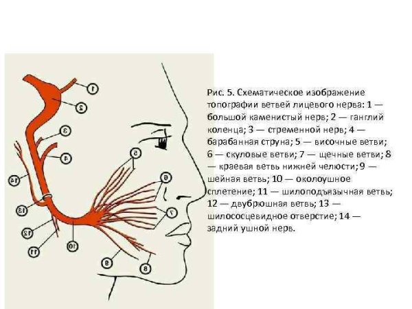 Выход второй ветви тройничного нерва