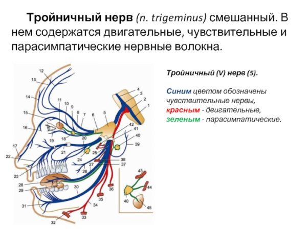 Ветви тройничного нерва схема
