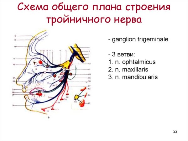 Ветви тройничного нерва схема