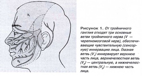 Схема проекции ветвей тройничного нерва