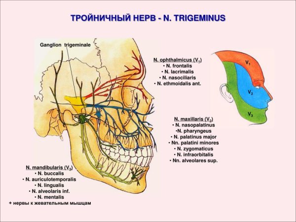 Топография ветвей тройничного нерва