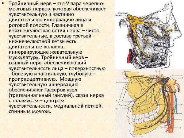Иннервация ветвей тройничного нерва