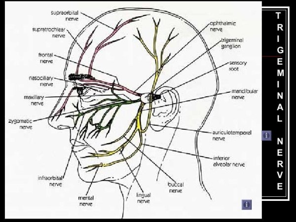 Схема проекции ветвей тройничного нерва
