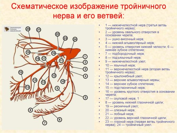 Ветви тройничного нерва схема