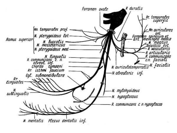 Тройничный нерв нижнечелюстная ветвь схема