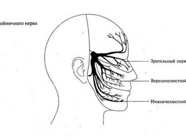 Тройничный нерв анатомия ветви схема