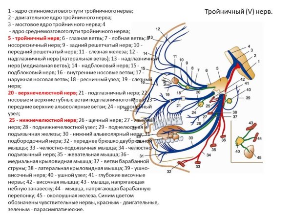 Ветви тройничного нерва схема