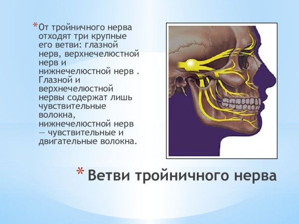 Глазной нерв тройничного нерва