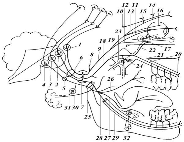 Схема тройничного нерва схема