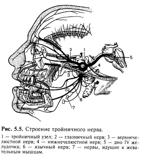 Иннервация тройничного нерва схема