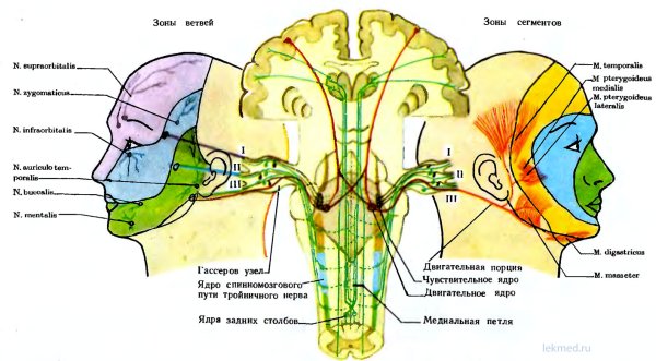 Иннервация двигательного ядра тройничного нерва