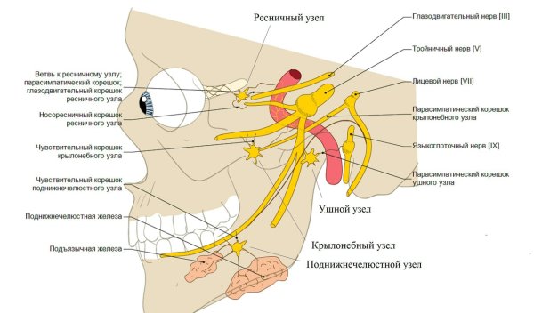 Строение уха блуждающий нерв