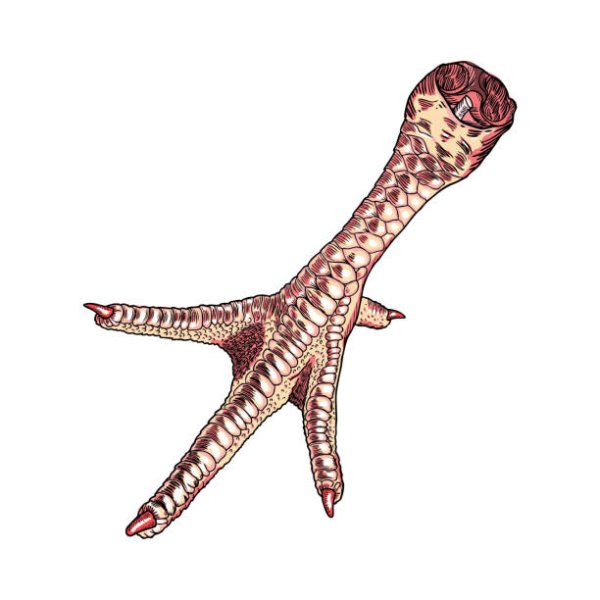 Куриная лапка на белом фоне