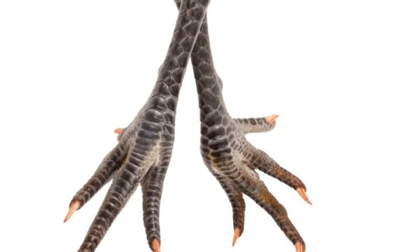 Птичья лапа с когтями