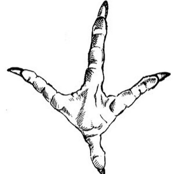 Анатомия лапы птицы