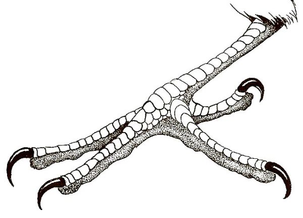 Лапы птицы референс