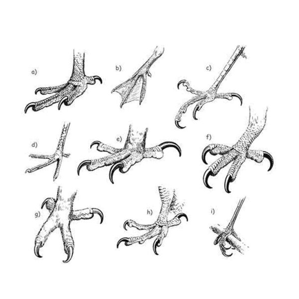 Куриные ноги нарисованные