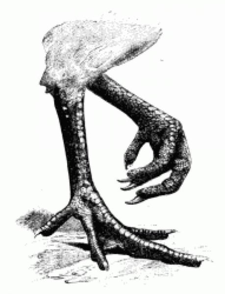 Лапы вороны