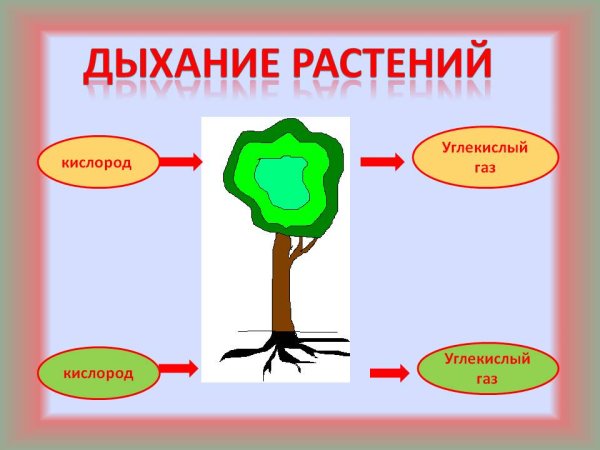 Схема дыхания растений 3 класс