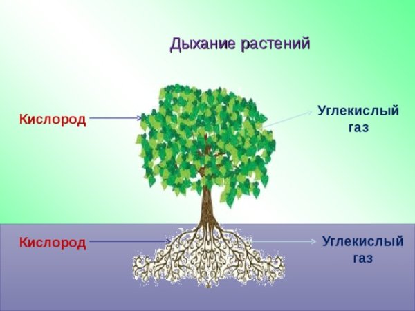 Дыхание растений 3 класс