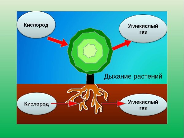 Процесс дыхания растений