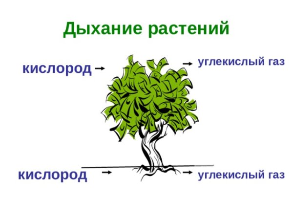 Схема фотосинтеза и дыхания растений