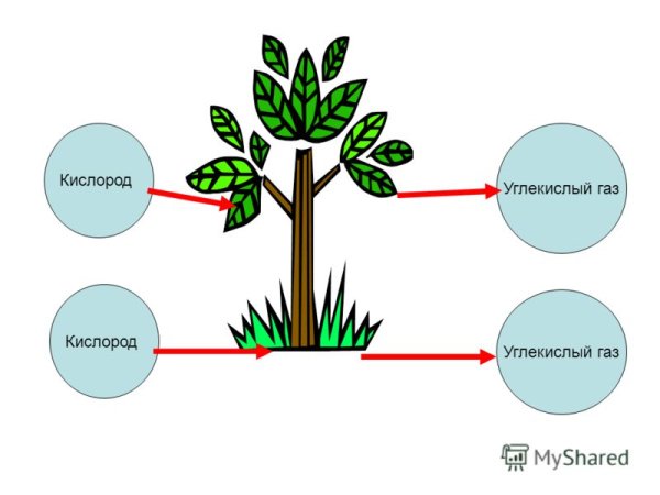 Дыхание растений