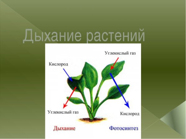Солнце растения и мы с вами