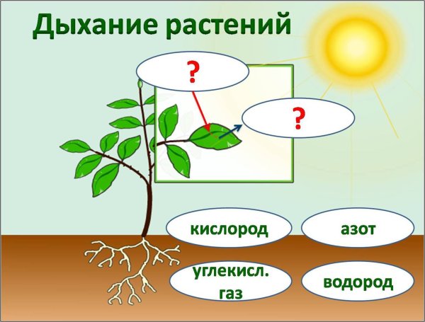 Схема фотосинтеза и дыхания растений