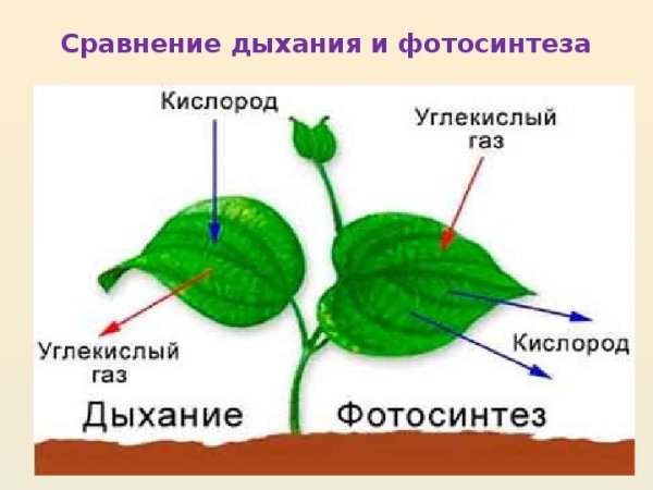 Дыхание растений