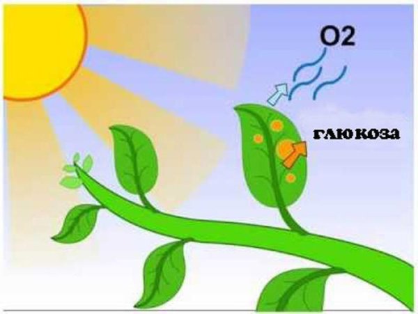 Процесс дыхания растений