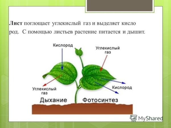 Углекислый ГАЗ для растений