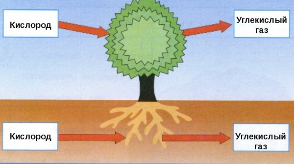 Схема фотосинтетического газообмена
