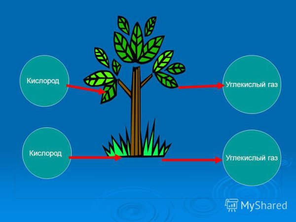 Фотосинтез и дыхание растений