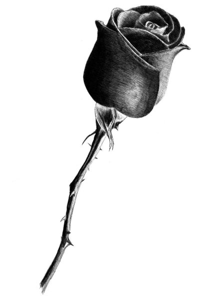 Роза с шипами на белом фоне