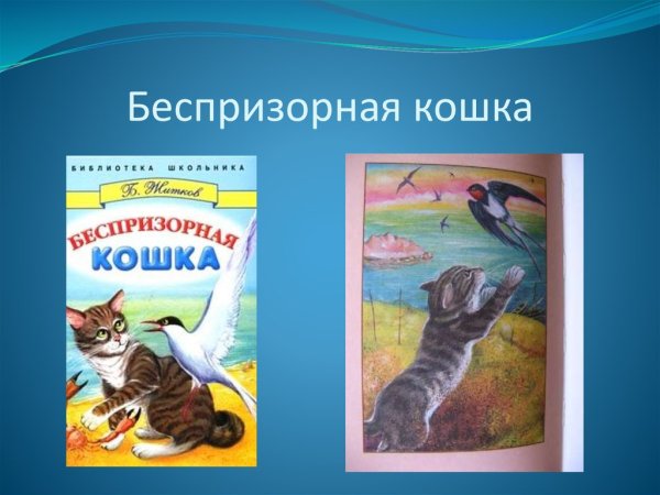 Сравнительно умная кошка