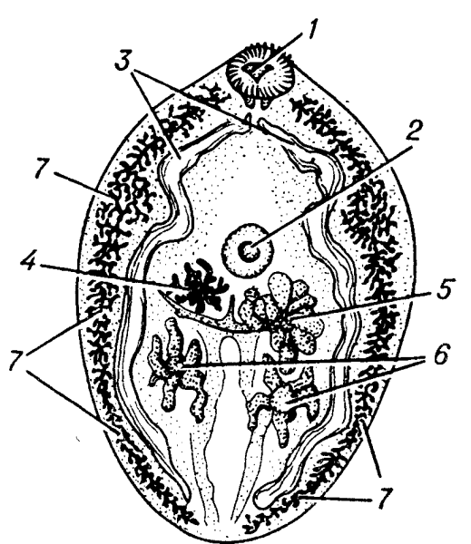 Легочный сосальщик строение рисунок