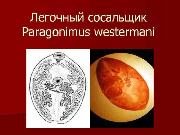Paragonimus westermani промежуточный хозяин