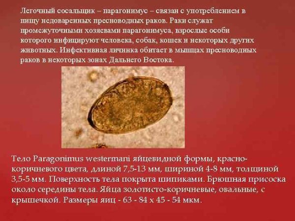 Легочный сосальщик, Paragonimus westermani строение