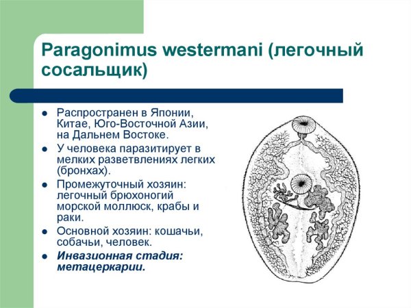 Paragonimus westermani жизненный цикл
