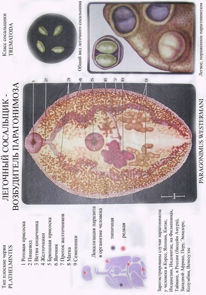 Морфология яиц легочного сосальщика