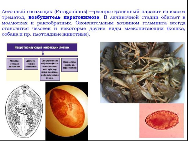Легочный сосальщик строение