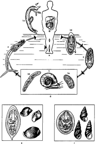 Легочный сосальщик (Paragonimus westermani)